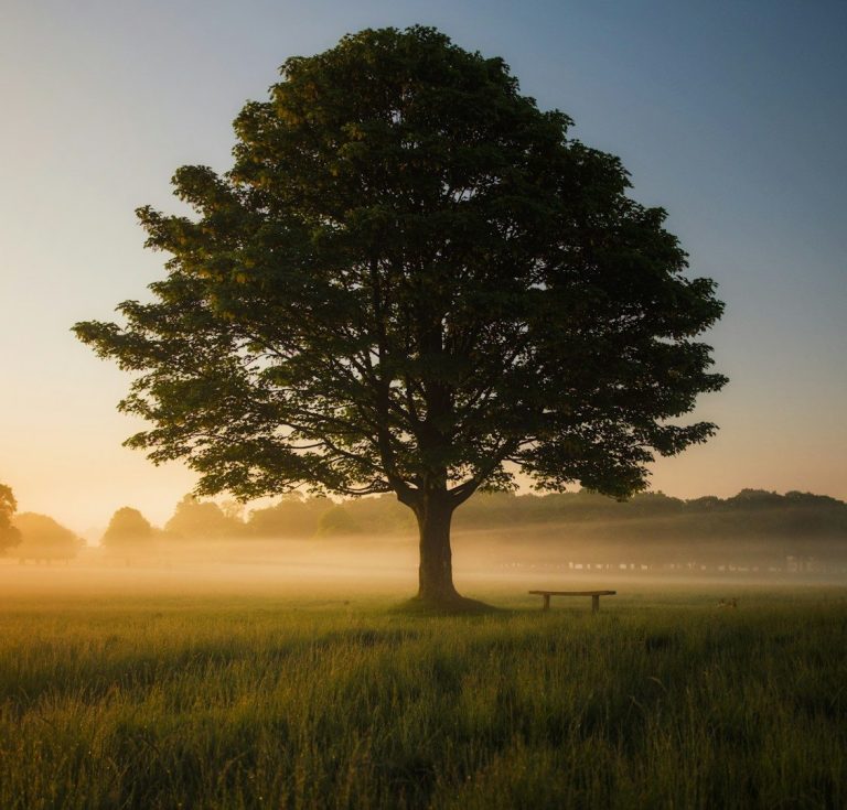 Ein großer Baum steht allein in einem nebligen Feld bei Sonnenaufgang.